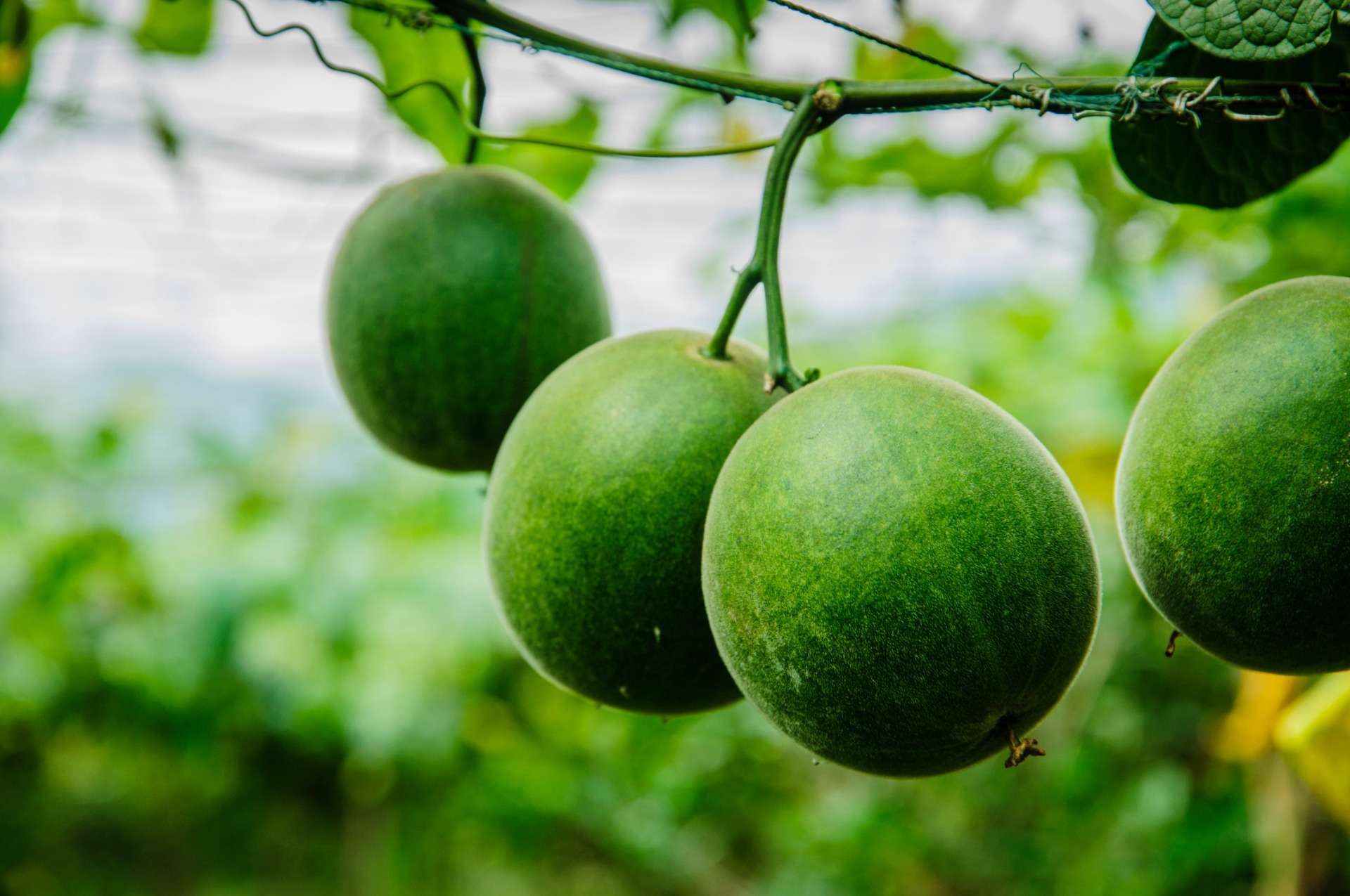 羅漢果に興味をお持ちの方必見!羅漢果の効能について解説 | 羅漢果薬膳